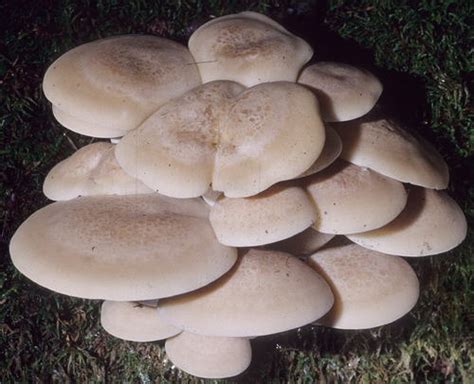 beech leech hypsizygus marmoreus