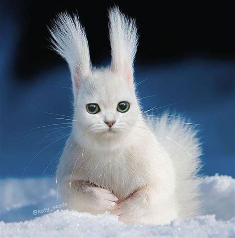 Коты везде (46 фото)