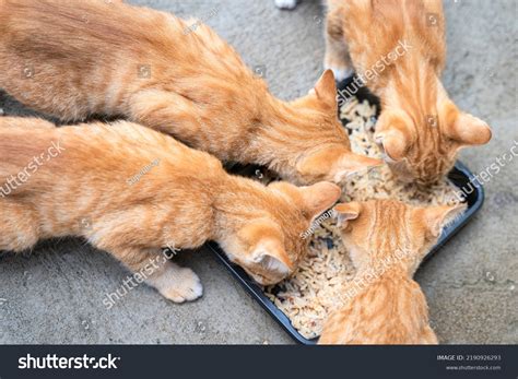 Small Kitten Eat Wet Food: Over 389 Royalty-Free Licensable Stock