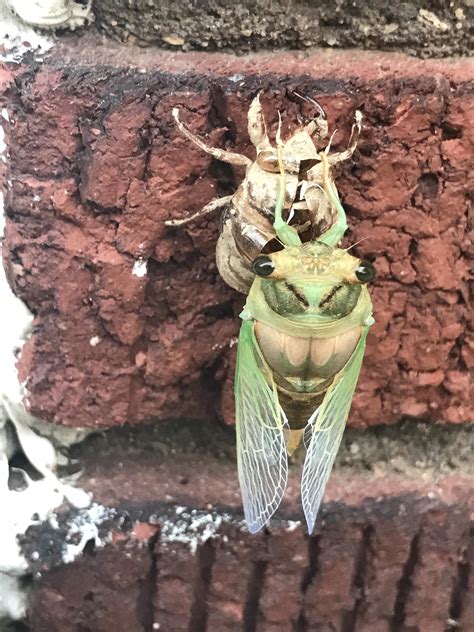 This picture I got of a cicada right after molting : r/mildlyinteresting