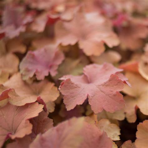 Heuchera 'Caramel' for Sale Online - The Greenhouse