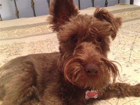Brown Miniature Schnauzer