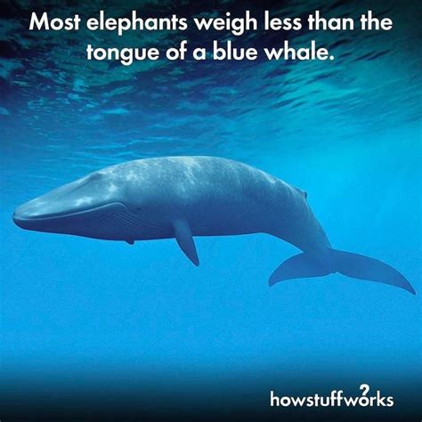 (7) Twitter | Blue whale facts, Blue whale, Whale