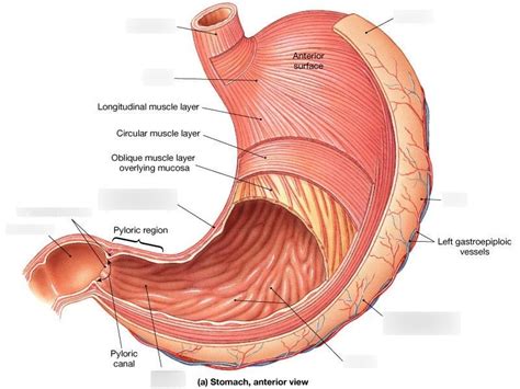 Anatomy of the Stomach (Anterior View) Diagram | Quizlet