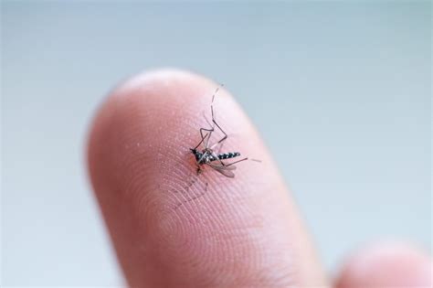 What Is Zika? - Zika Virus Symptoms | familydoctor.org