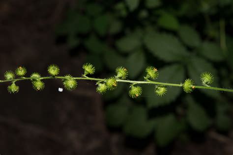 Agrimonia gryposepala (Common agrimony)