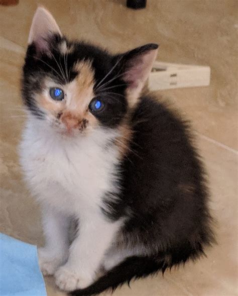 Survivability of Feline Panleukopenia – Fostering Cats