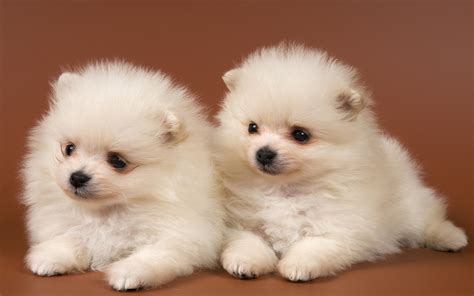 Pomeranian spitz-dogs wallpapers and images - wallpapers, pictures, photos