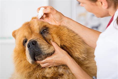 how to clean my dog's eyes