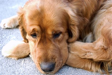 How To Spot Common Signs of Anxiety in Your Dog - Penny Paws