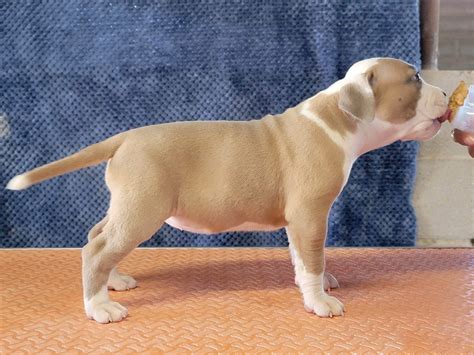 Mia - BarTin Kennels