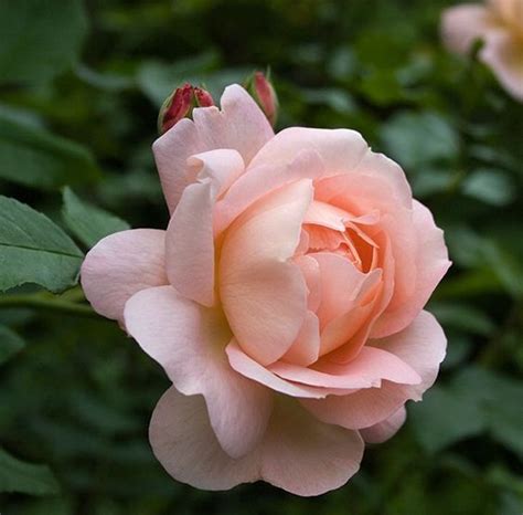 Pin by Kreistina on Garden Oasis | Beautiful flowers, Flowers ...