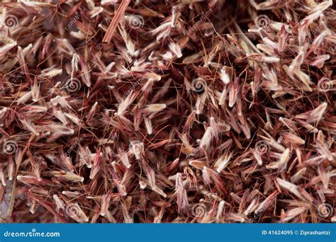 palmarosa grass seeds cymbopogon martinii stock image image  herb