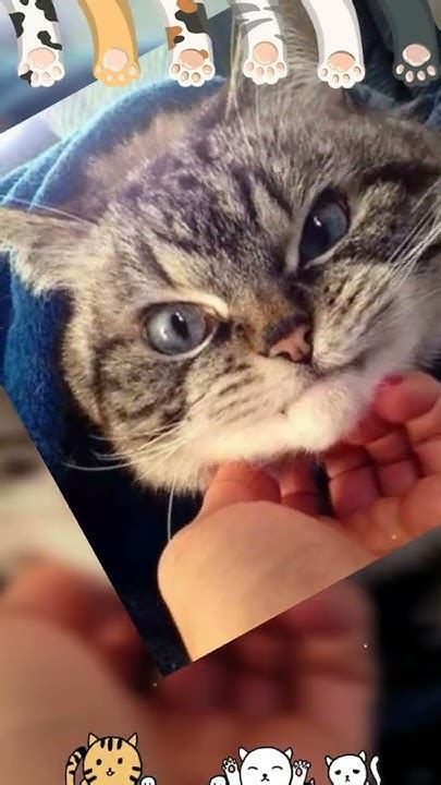 осторожно злые кошки и коты🤣🤣🤣🤣 - YouTube