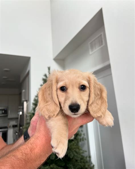 wilbur and palmer | long haired miniature dachshunds | So lucky we all get to share this life