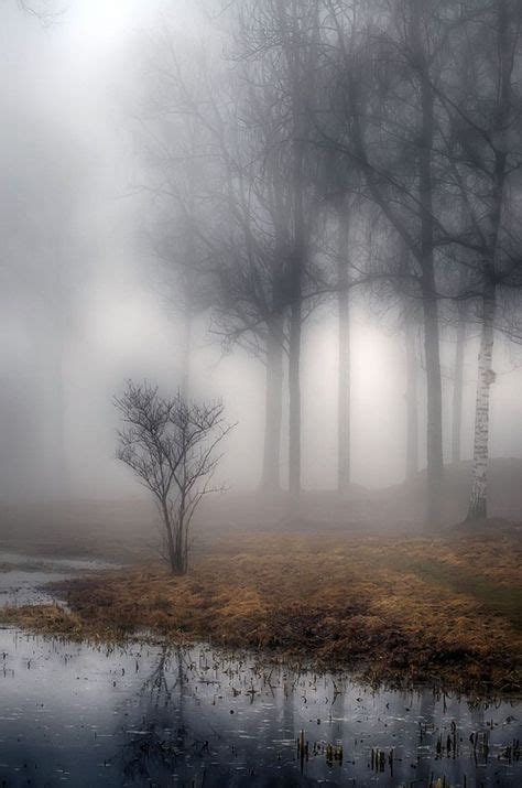 eerie fog mist images mists scenery photography