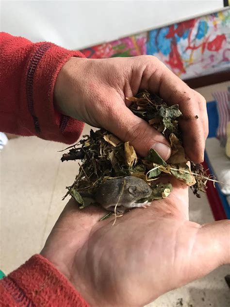 El cuaderno de mi escuela: Una sorpresa en el jardín