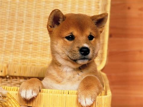 Shiba Inu Puppies Wallpapers - Wallpaper Cave
