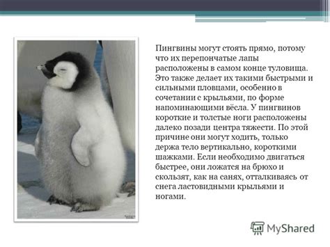 Презентация на тему: "Пингвины - необычные птицы Интересные факты о ...