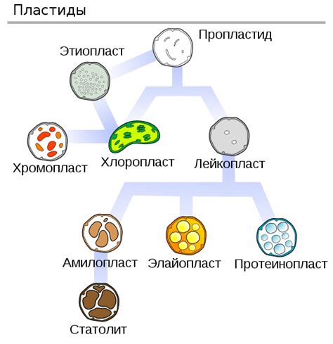 Пластиды особенности строения и функции