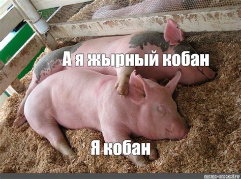 Создать мем "порода свиней, свиноводство, свинья" - Картинки - Meme ...