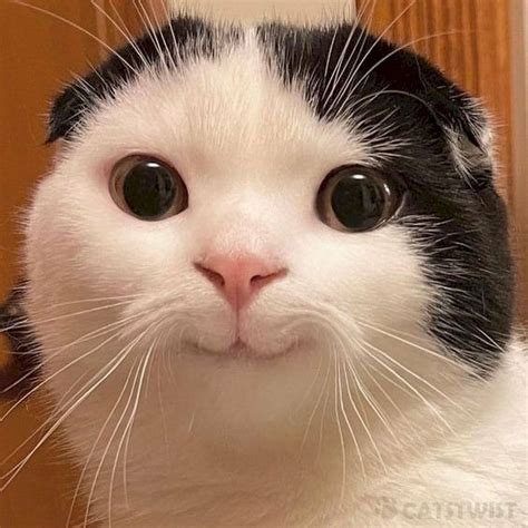 meme meo cuoi de thuong hai huoc tai mien phi