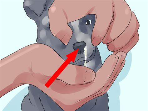 When Should Newborn Puppies Go To The Vet