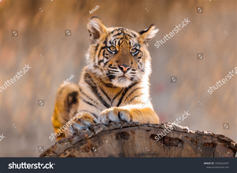 Kitten Baby Sumatran Tiger Panthera Tigris Stock Photo (Edit Now ...