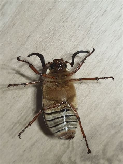 Хрущ мраморный | Animals, Insects, Bee