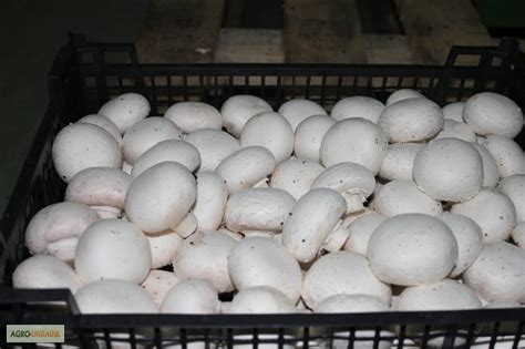 Продам грибы шампиньоны свежие, купить грибы шампиньоны свежие ...