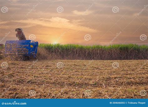 Sugar Cane Harvesting Machine Working Stock Image - Image of australia, farming: 204646055