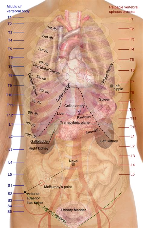 surface anatomy wikiwand