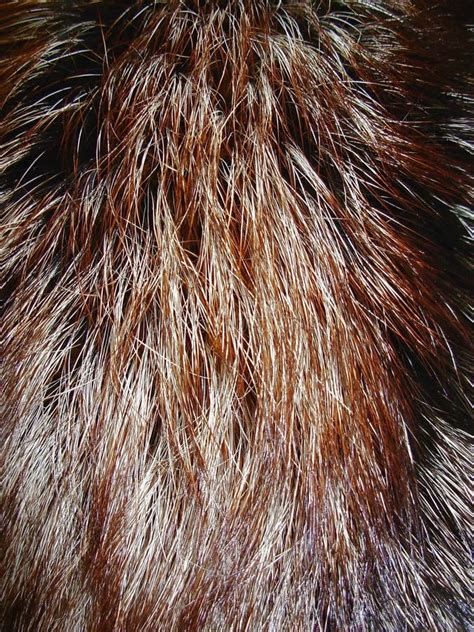 fox fur stock photo image  abstract animals black
