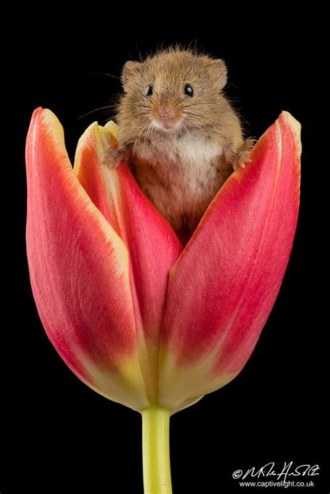 These Adorable Photographs of Harvest Mice Inside Flowers Will Melt ...