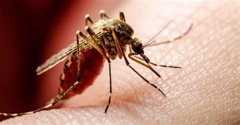 identify  dengue mosquito bite