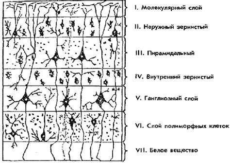 Схемa коры головного мозгa