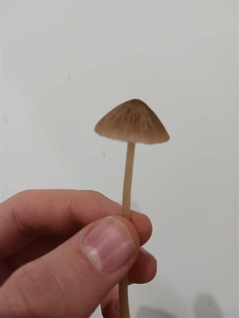 Hello mushroom experts, can you recognize these ? : r/mycology