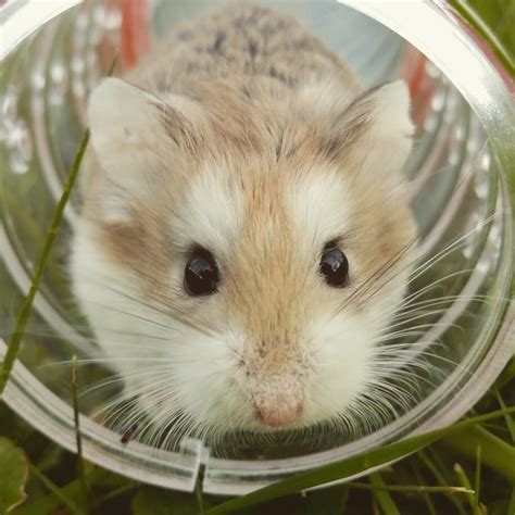 World Hamster Day - 10 Reasons Why Hamsters Make Great Pets! - Omlet ...