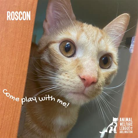 Animal Welfare League of Arlington | Arlington VA