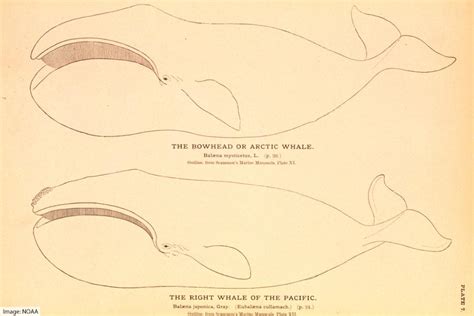 Bowhead Whale Facts: Arctic Whale With Largest Mouth Of All Animals