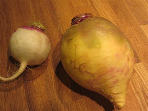 Thanksgiving turnips and the diversity of the genus Brassica | The ...
