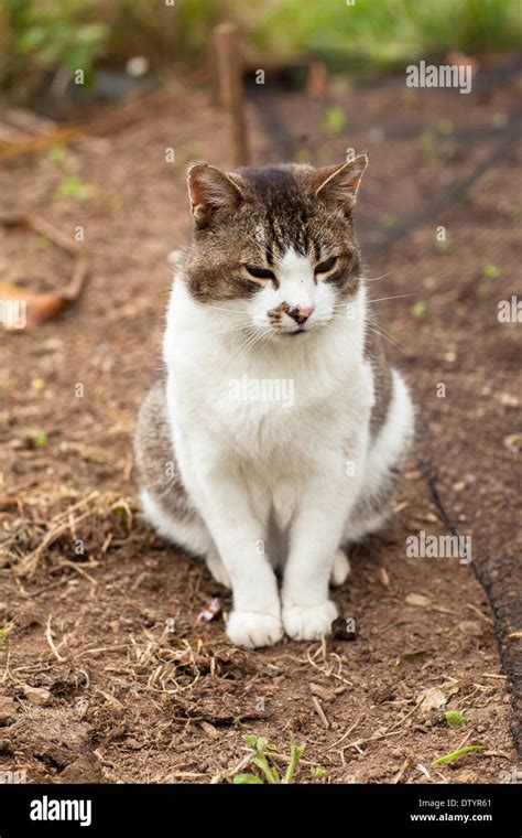 cute cat  stock photo alamy
