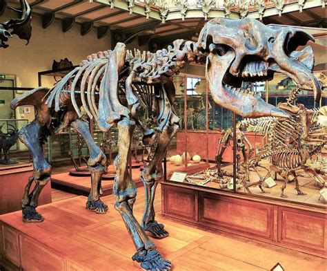child eating bunyip haunts australias wetlands marsupial
