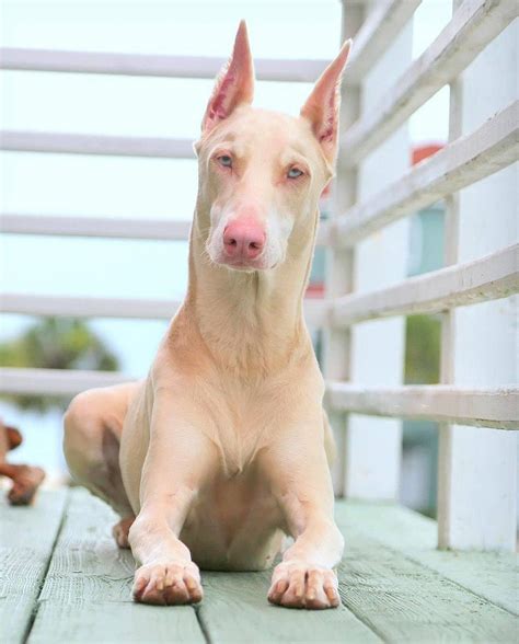 Doberman White : r/DobermanPinscher