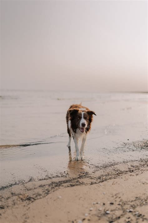 Dog Running At The Beach · Free Stock Photo