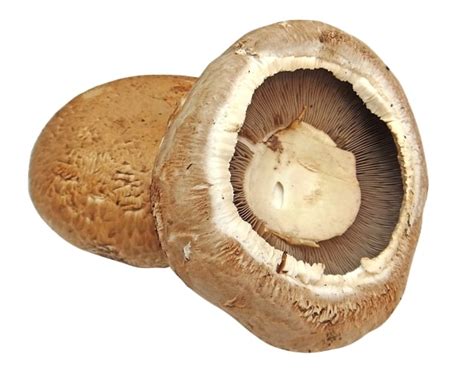 PORTOBELLO PL 2 KG - Snitgrønt