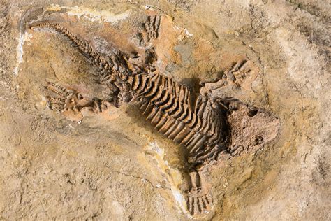 Petrified Remains Fossils