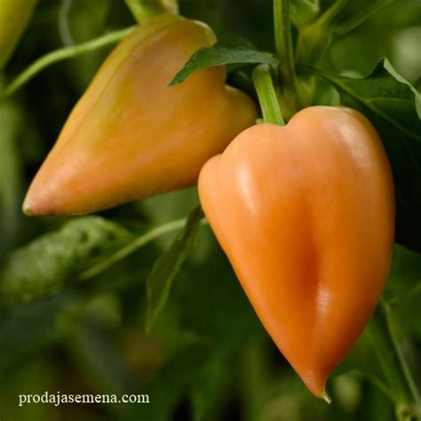Somborka Plus Paprika(nesto ljuca od klasicne)-Vrlo rodna paprika ...