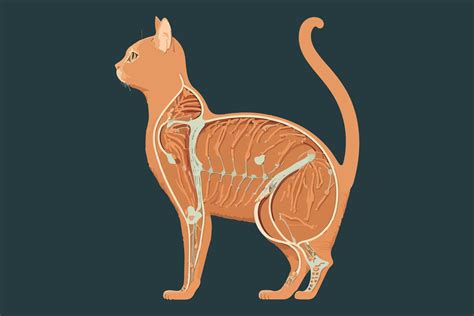 Cat Anatomy vector illustration 22329371 Vector Art at Vecteezy