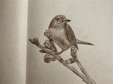 pencil drawing  beginners